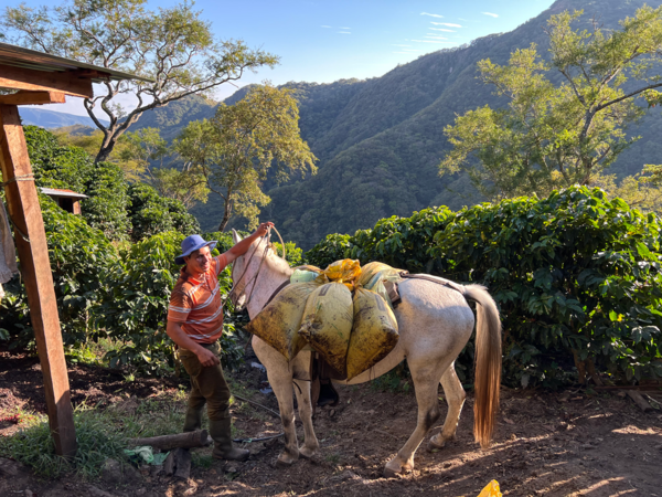 Costa Rica - Das Rohr - Gravity Honey